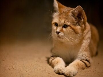 مشاهده یک قلاده گربه شنی در پناهگاه حیات وحش نایبندان طبس
