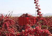 فرآوری ۸۰۰ تن زرشک در کارخانه ها و واحدهای فرآوری خراسان جنوبی