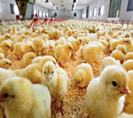 افزایش ۲۲ درصدی جوجه ریزی در واحد‌های پرورش مرغ خراسان جنوبی