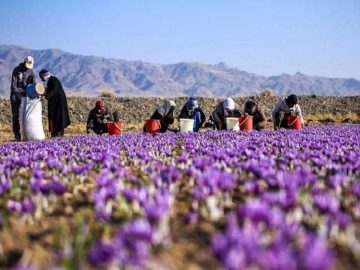 طلای سرخ ایران: زعفران قائنات چگونه شهرت جهانی یافت؟