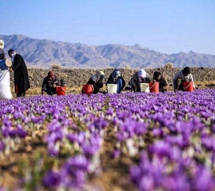 طلای سرخ ایران: زعفران قائنات چگونه شهرت جهانی یافت؟