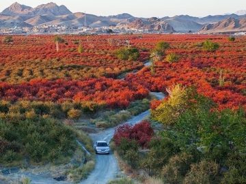 جنگل‌های زرشک: تنها ذخیره‌گاه زرشک دیم جهان در خراسان جنوبی