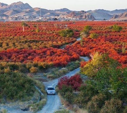 جنگل‌های زرشک: تنها ذخیره‌گاه زرشک دیم جهان در خراسان جنوبی